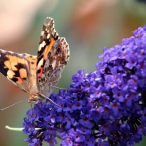 Schmetterlingsflieder pflanzen - Was sind die Nachteile für Insekten