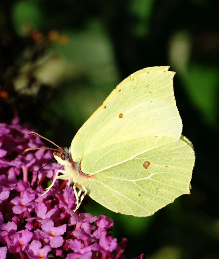 Schmetterlingsflieder pflanzen und Insekten in den Garten locken