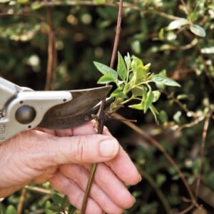 Schnittgruppe 2 Clematis pflegen nützlche Tipps