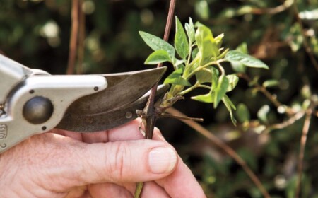 Schnittgruppe 2 Clematis pflegen nützlche Tipps