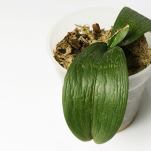 Sind Orchideen Blätter schrumpelig kann zu viel oder zu wenig Feuchtigkeit Ursache sein