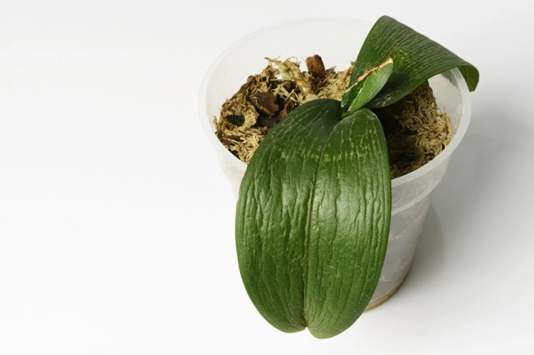 Sind Orchideen Blätter schrumpelig kann zu viel oder zu wenig Feuchtigkeit Ursache sein