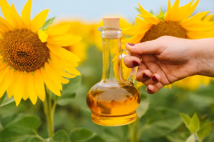 Sonnenblumenöl Wirkung Gesundheit Speiseöle gesund und ungesund Vergleich