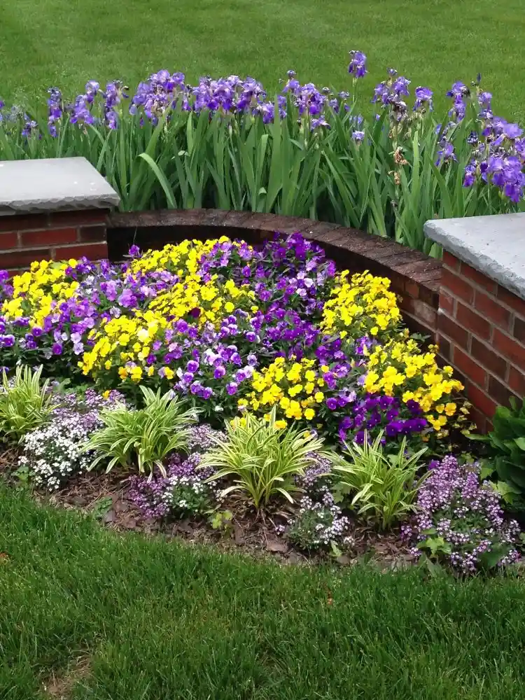 Stiefmütterchen pflanzen mit Iris Blumen und Ziergräsern an sonnigen Ecken