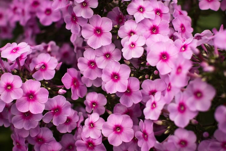 Teppichphlox blühender Bodendecker