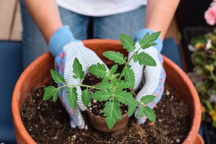 Tomaten anbauen