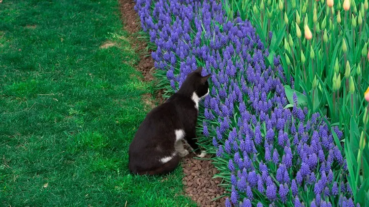 Die Tulpe und Hyazinthe können Ihre Katze deprimieren