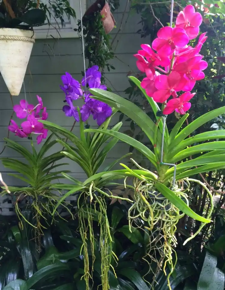 Vanda Orchideen aufhängen Tipps zur Pflege