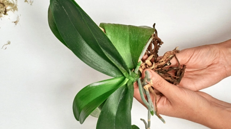 Verfaulte Wurzeln der Orchidee entfernen, Pflanze trocknen lassen und einpflanzen