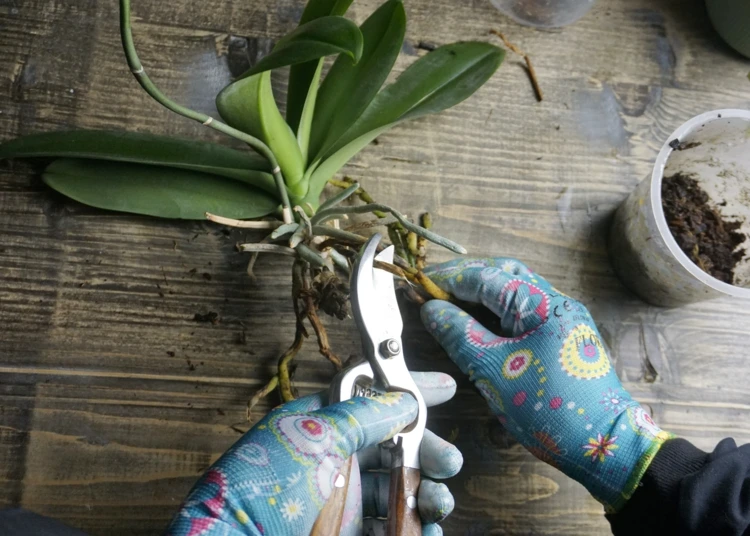 Verfaulte oder vertrocknete Orchideen-Luftwurzeln schneiden