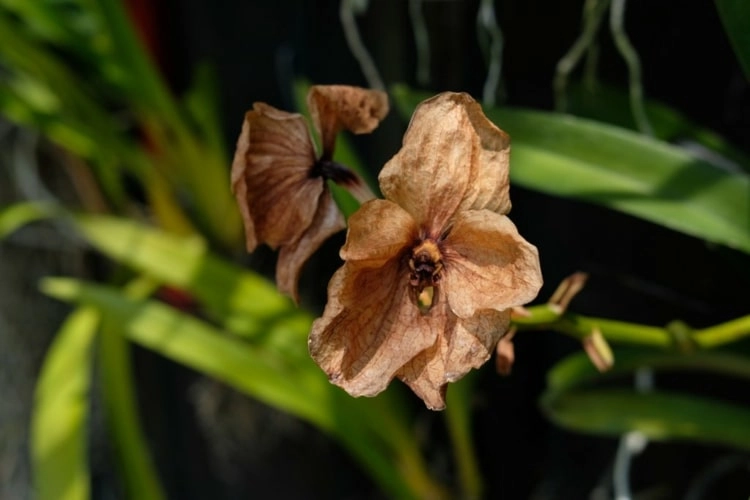 Verwelkte Blüten der Orchidee abzupfen