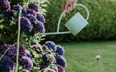 Wann und womit Hortensien düngen