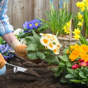 Welche Blumen im März pflanzen - Tipps für Balkon und Garten