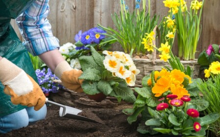 Welche Blumen im März pflanzen - Tipps für Balkon und Garten