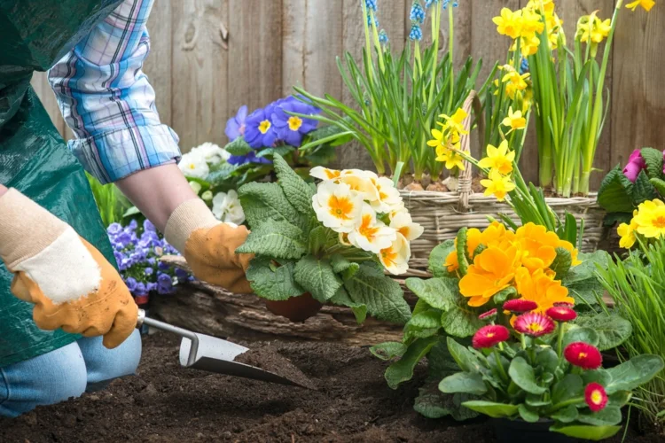 Welche Blumen im März pflanzen - Tipps für Balkon und Garten