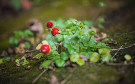 Welche Erdbeersorten im Frühjahr pflanzen