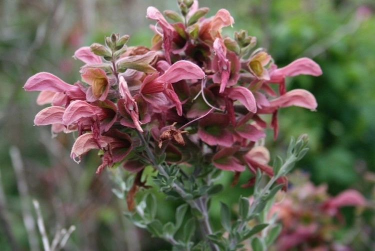 Welche Salbeiarten für den Garten - Salvia lanceolata