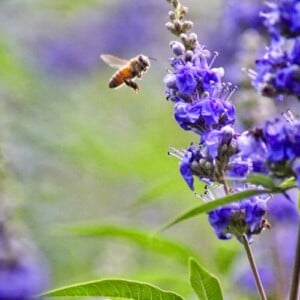 Welche Stauden sind bienenfreundlich für Garten Liste mit mehrjährigen Sträuchern