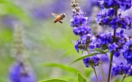 Welche Stauden sind bienenfreundlich für Garten Liste mit mehrjährigen Sträuchern