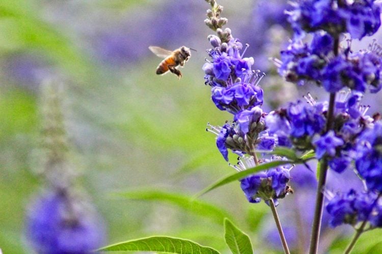 Welche Stauden sind bienenfreundlich für Garten Liste mit mehrjährigen Sträuchern