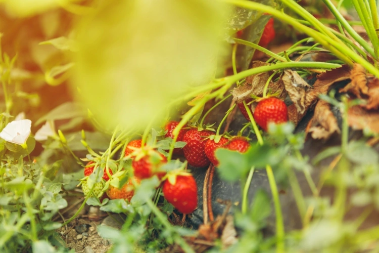 Welchen Dünger für Erdbeeren kaufen - Kompost, Mist und aus der Küche
