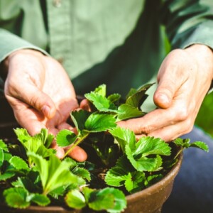 Welchen Dünger für Erdbeeren verwenden - organischen oder mineralischen