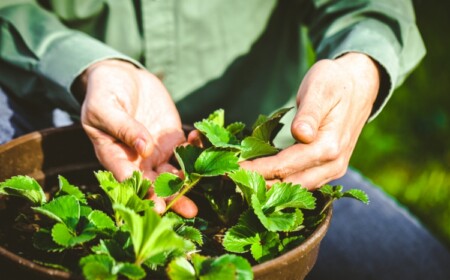 Welchen Dünger für Erdbeeren verwenden - organischen oder mineralischen