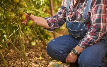 Welcher Dünger für Tomaten - Die Starkzehrer müssen regelmäßig versorgt werden