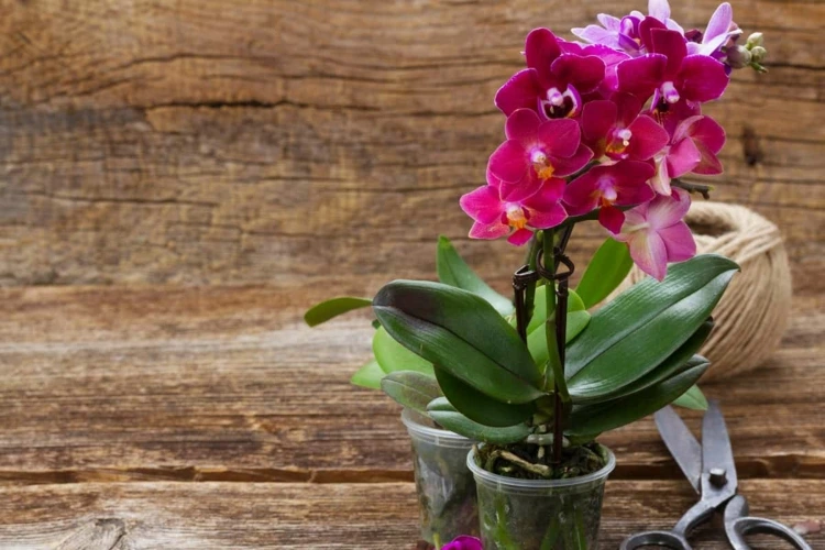 Wie Sie Ihre Orchidee retten können