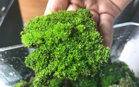 Wie man Moos im Rasen richtig bekämpfen kann