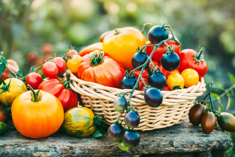 Wie oft und ab wann sollte man Tomatenpflanzen düngen