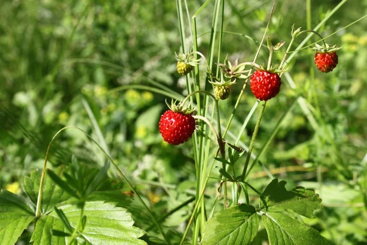 Wilde Erdbeeren süße anspruchslose Bodendecker
