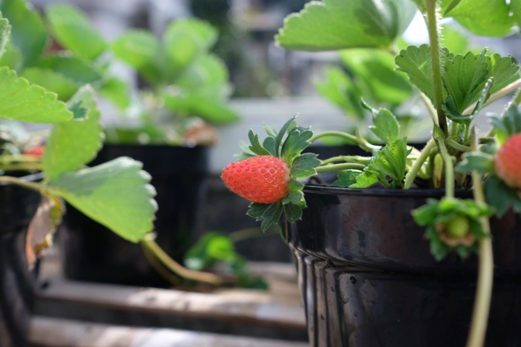Womit kann man Erdbeerpflanzen düngen - Hausmittel und weitere Ideen