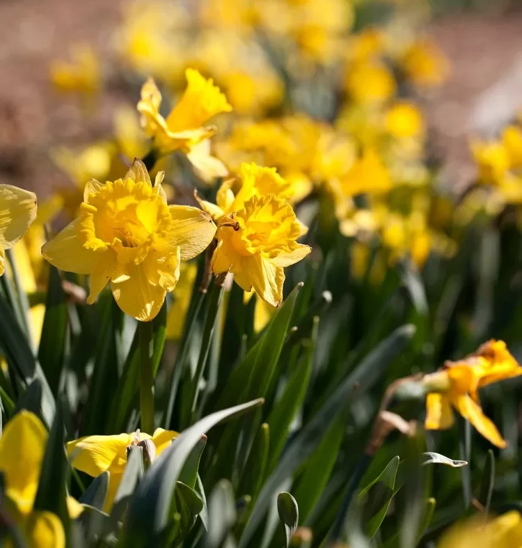 Ziergarten im März - Gartentipps zum Düngen von Narzissen und Zwiebelblumen