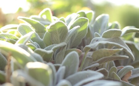 Ziergarten im März - Gartentipps zum Teilen der Bodendecker