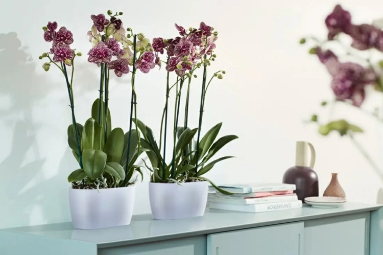 Zwei Orchideen in einem Topf - Tipps, wie es gelingt