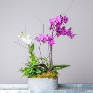 Zwei Orchideen in einem Topf einpflanzen - Vorteile und Nachteile