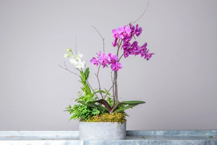 Zwei Orchideen in einem Topf einpflanzen - Vorteile und Nachteile