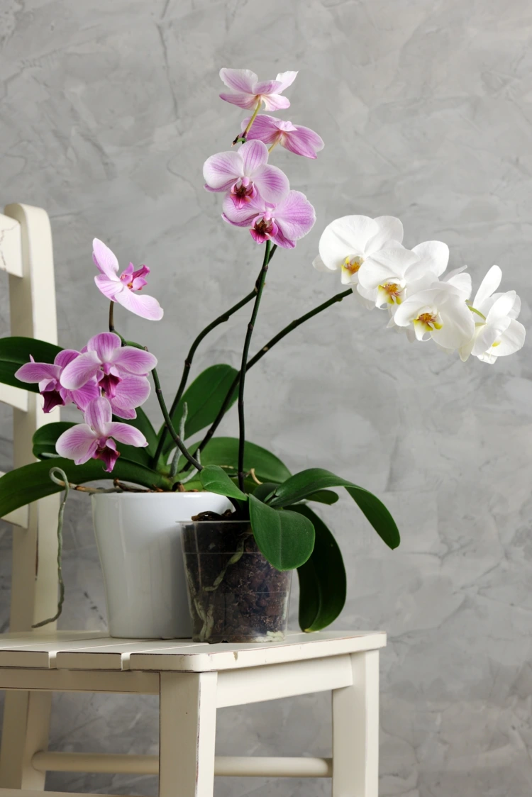 Zwei Orchideen in einem Topf gepflanzt und Alternativen