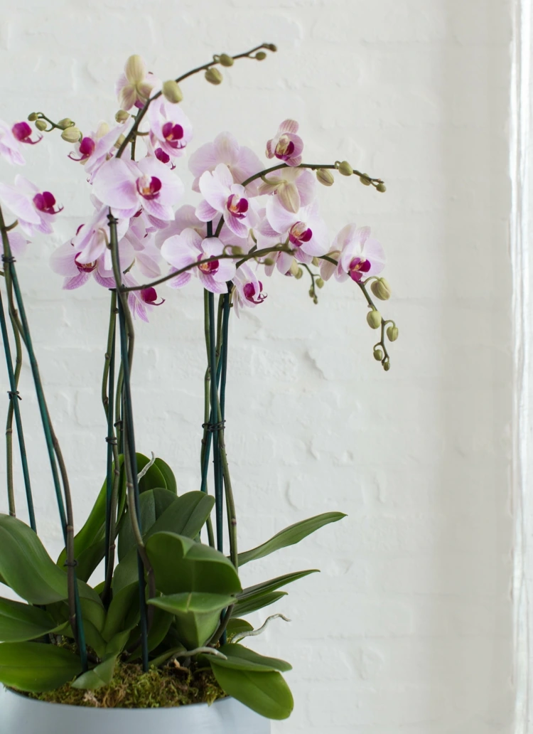 Zwei Orchideen in einem Topf vertragen sich nur bei gleichen Arten