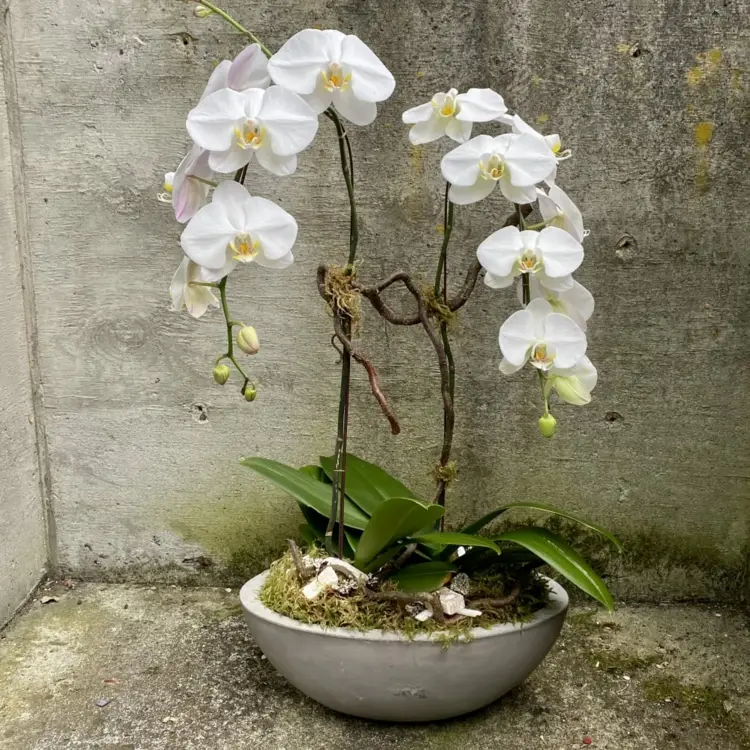 Zwei Orchideen zusammen in einem Topf können auch konkurrieren