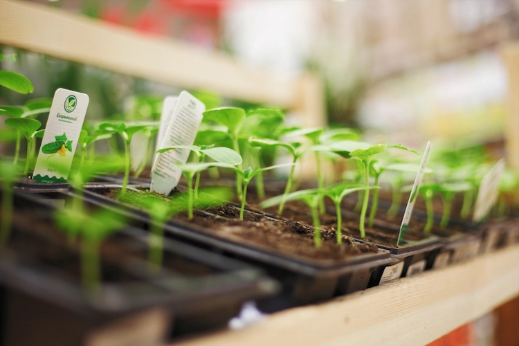 bio saatgut kaufen und gemüsebeet im frühling bepflanzen