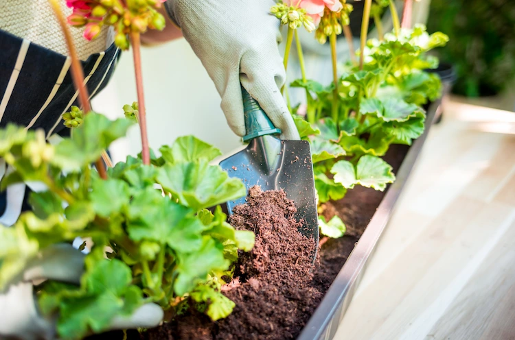blumenerde und kompost als düngemittel für balkonpflanzen wählen