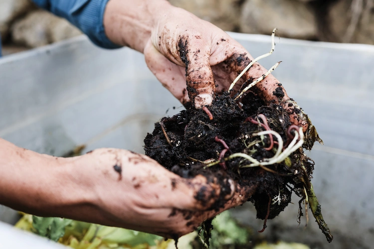 gärtner kompostiert tote oder verwelkte pflanze mit der blumenerde
