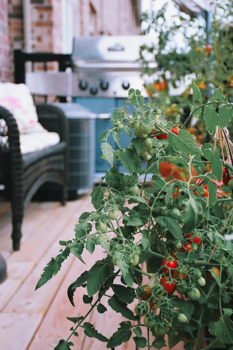 gasgrill auf einem balkon mit angebauten tomaten