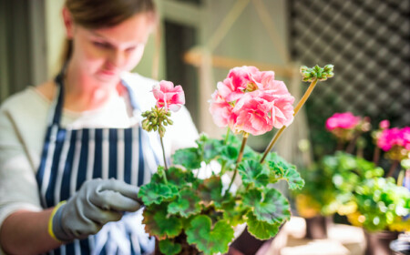 gedeihende pflanzen im blumenkasten auf dem balkon pflegen