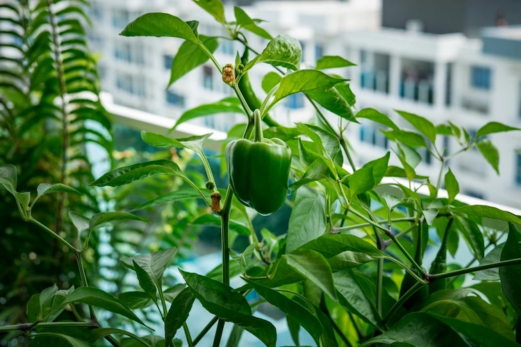 grüne paprika auf der terrasse bei passenden bedingungen wachsen lassen