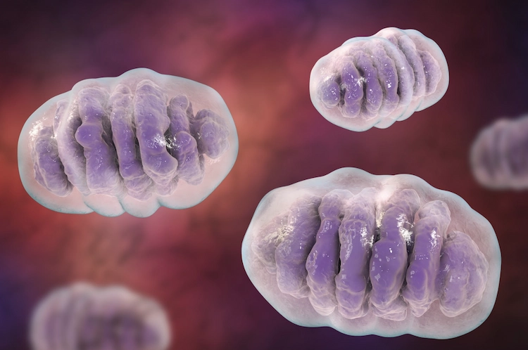 mitochondrien mit spermidin wirkung auf die zellen ausüben und sie vor altern schützen