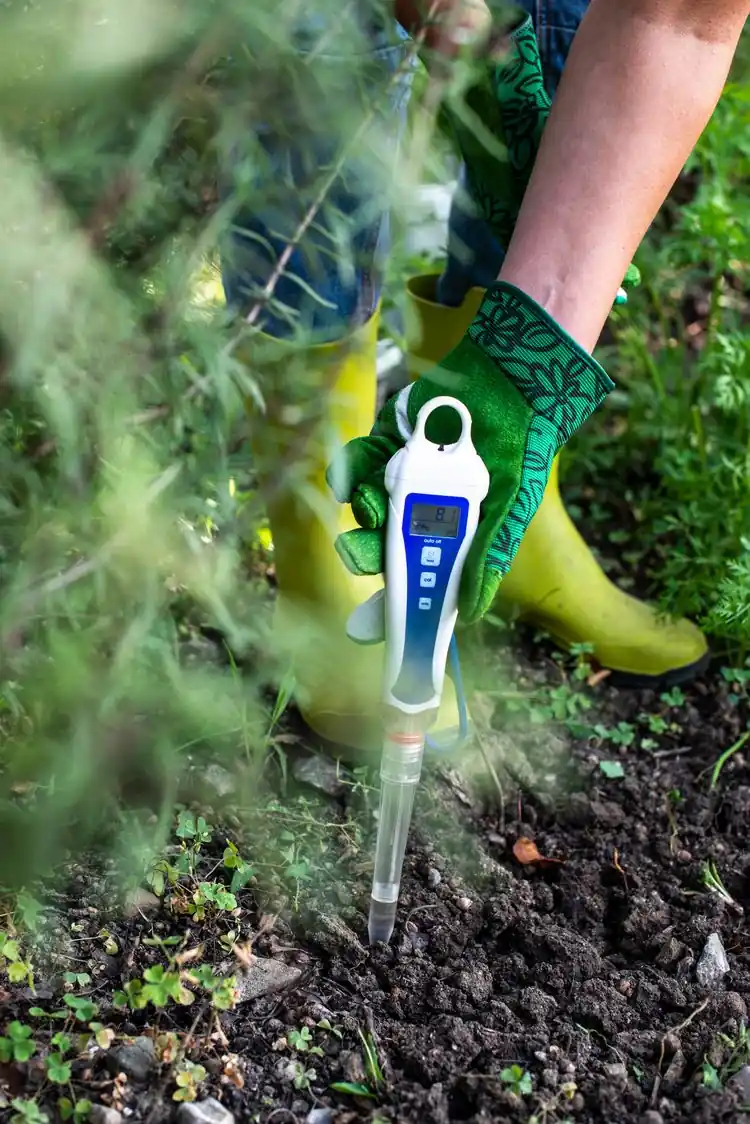 pH-Wert des Bodens bestimmen, um Moos im Rasen zu entfernen