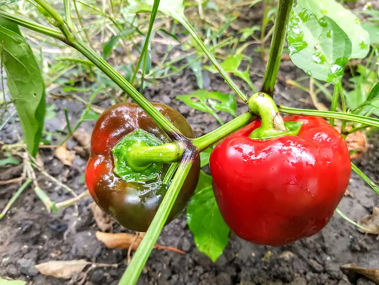 reife paprika wächst neben mischkultur im garten